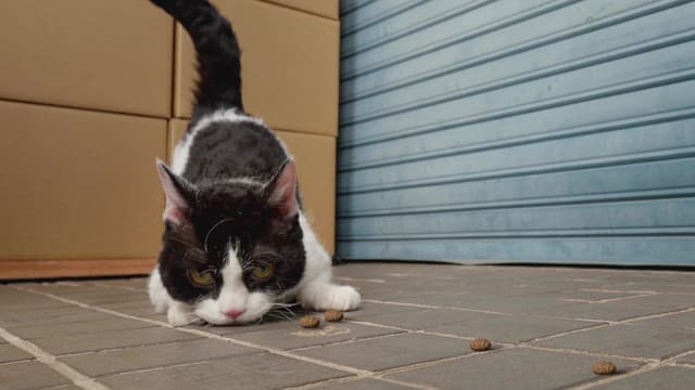 Nyanbo!, The Black Nyanbo